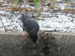 Acridotheres cristatellus