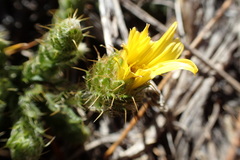 Cullumia reticulata