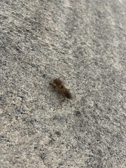 Neoscapteriscus vicinus