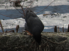 Acridotheres cristatellus