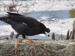 Acridotheres cristatellus