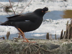 Acridotheres cristatellus