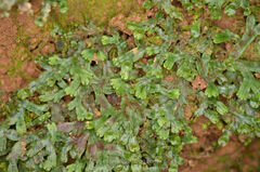 Conocephalum conicum