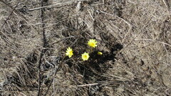 Adonis vernalis