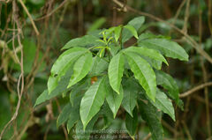 Melicope pteleifolia