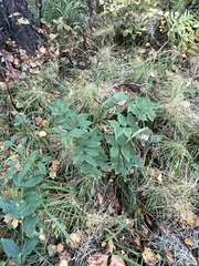 Vicia venosa baicalensis