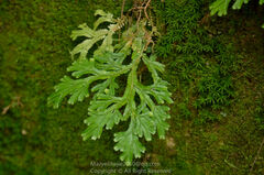 Selaginella doederleinii