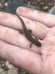 Lissotriton