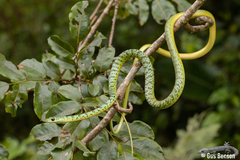 Philothamnus semivariegatus