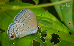 Catochrysops panormus exiguus