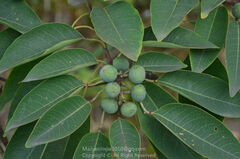 Triadica cochinchinensis