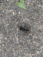 Camponotus