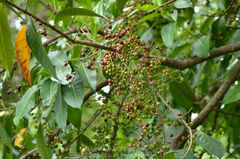 Syzygium nervosum