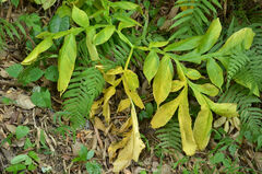 Arisaema heterophyllum