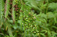 Woodwardia prolifera