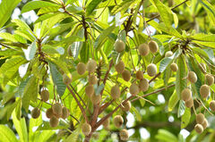 Elaeocarpus apiculatus