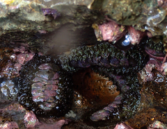 Acanthopleura gemmata