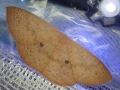 Perixera absconditaria