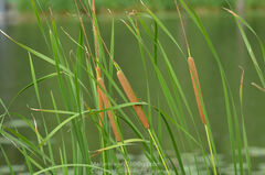 Typha angustifolia