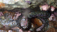 Acanthopleura gemmata