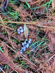 Taxodiomyia cupressi