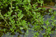 Bacopa monnieri