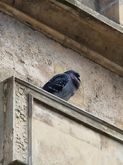 Columba livia domestica