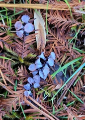 Taxodiomyia cupressi