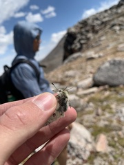 Parnassius smintheus