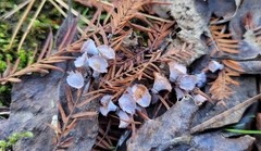 Taxodiomyia cupressi