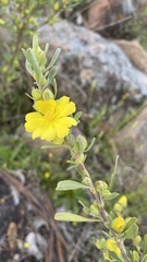 Hibbertia obtusifolia