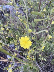Hibbertia obtusifolia