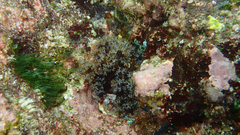 Holothuria cinerascens