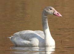 Tundra Swan photo 4