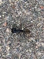 Camponotus