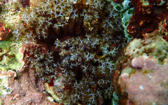 Holothuria cinerascens