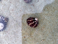 Austrocochlea porcata