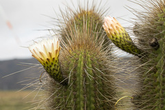 Trichocereus chiloensis litoralis