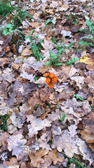 Pilosella aurantiaca