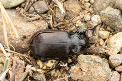 Calosoma vagans