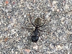 Camponotus