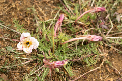Oenothera acaulis