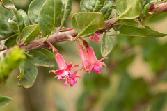Fuchsia lycioides