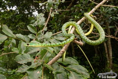 Philothamnus semivariegatus