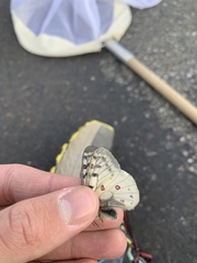 Parnassius smintheus