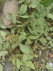 Acalypha alopecuroidea