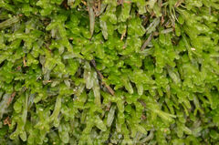 Pallavicinia lyellii