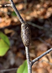 Malacosoma americana