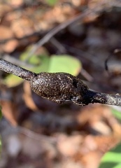 Malacosoma americana