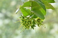 Duabanga grandiflora